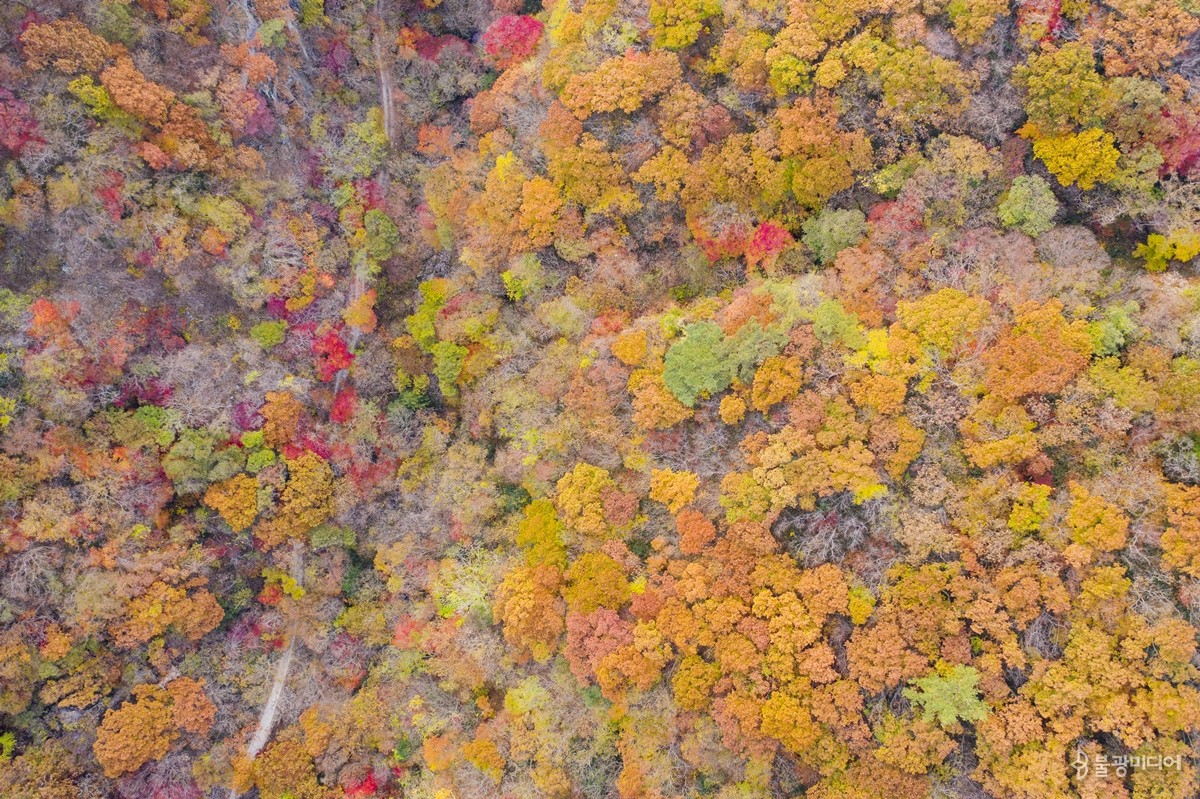 백암산 단풍